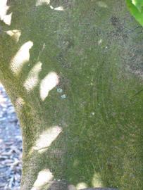                       Bark (Winter Haven, FL)       