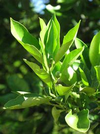                            Sun leaves (Winter Haven, FL)       