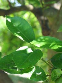                     Shade   leaves (Winter Haven, FL)       