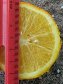                       Fruit cross-section (Winter Haven, FL)       