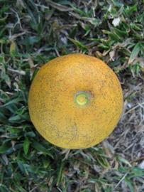              Fruit (Winter Haven, FL)       