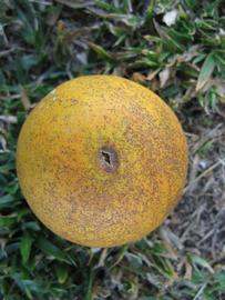              Fruit (Winter Haven, FL)       