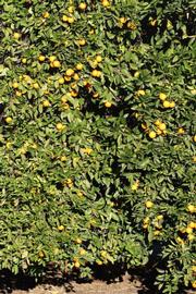              Habit (Riverside, CA)       