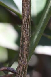              Second - third year twig (Riverside, CA)       