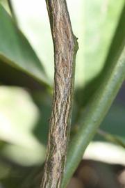              Second - third year twig (Riverside, CA)       