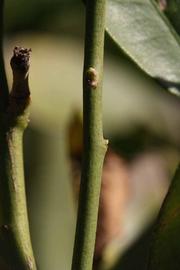              First year twig (Riverside, CA)       