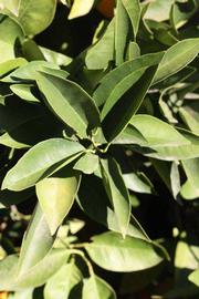            Sun leaves (Riverside, CA)   