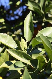            Sun leaves (Riverside, CA)   