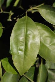              Unifoliolate leaf (Riverside, CA)       