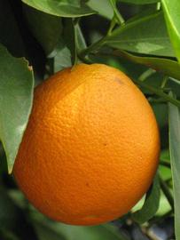                        Fruit (Riverside, CA)       