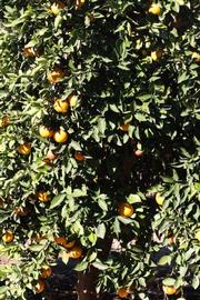            Habit (Riverside, CA)   