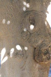              Bark (Riverside, CA)       