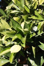            Sun leaves (Riverside, CA)   