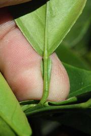              Petiole (Riverside, CA)       