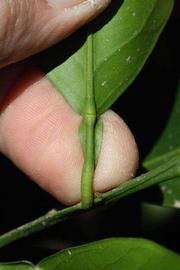              Petiole (Riverside, CA)       