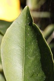              Margin (Riverside, CA)       