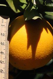              Fruit (Riverside, CA)       