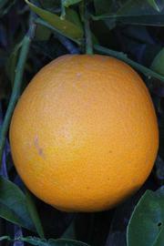              Fruit (Riverside, CA)       