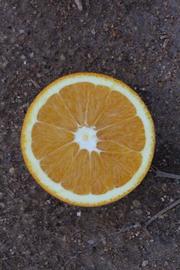              Fruit cross-section (Riverside, CA)       