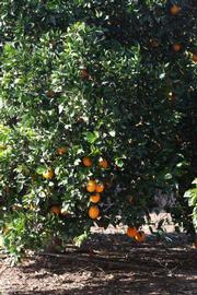            Habit (Riverside, CA)   