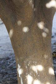              Bark (Riverside, CA)       