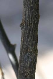              Second - third year twig (Riverside, CA)       