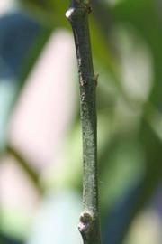              First year twig (Riverside, CA)       