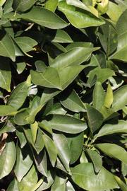              Sun leaves (Riverside, CA)       