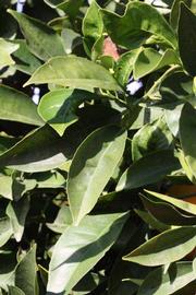              Sun leaves (Riverside, CA)       