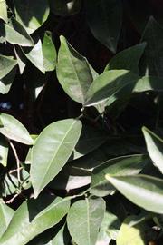              Sun leaves (Riverside, CA)       