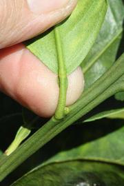              Petiole (Riverside, CA)       