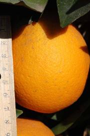              Fruit (Riverside, CA)       