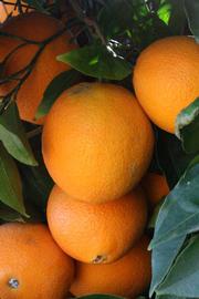              Fruit (Riverside, CA)       