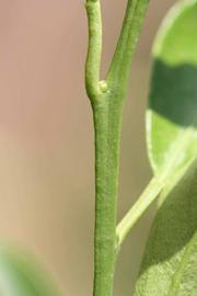            First year twig (Riverside, CA)   