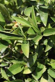              Sun leaves (Riverside, CA)       