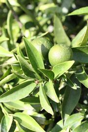              Sun leaves (Riverside, CA)       