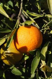              Fruit (Riverside, CA)       