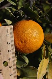              Fruit (Riverside, CA)       