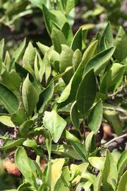              Sun leaves (Riverside, CA)       