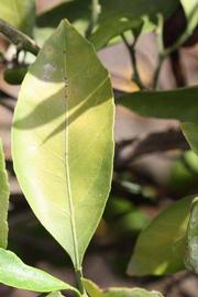              Unifoliolate leaf (Riverside, CA)       