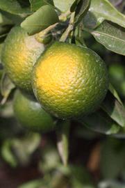            Immature fruit (Riverside, CA)   