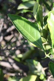              Shade leaves (Riverside, CA)       