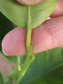              Petiole (Winter Haven, FL)       