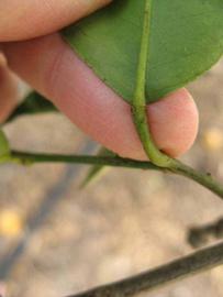              Petiole (Winter Haven, FL)       