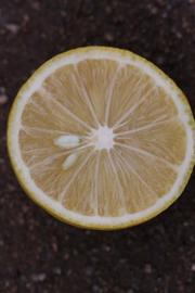            Fruit cross-section (Riverside, CA)   