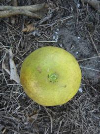            Fruit (Winter Haven, FL)   