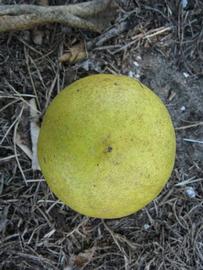            Fruit (Winter Haven, FL)   