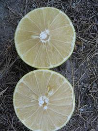            Fruit cross-section (Winter Haven, FL)   