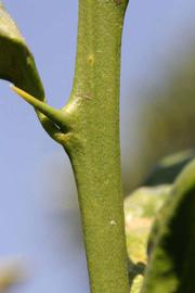            First year twig (Riverside, CA)   