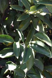              Shade leaves (Riverside, CA)       
